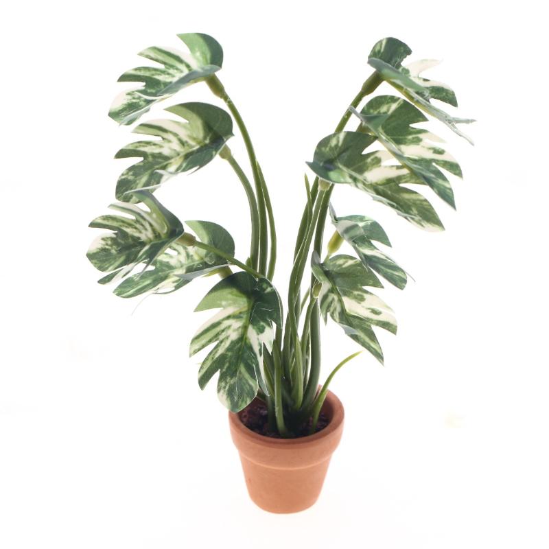 Smart Garden In Home - Nouveau. 1 pièce. Plante verte Monstera