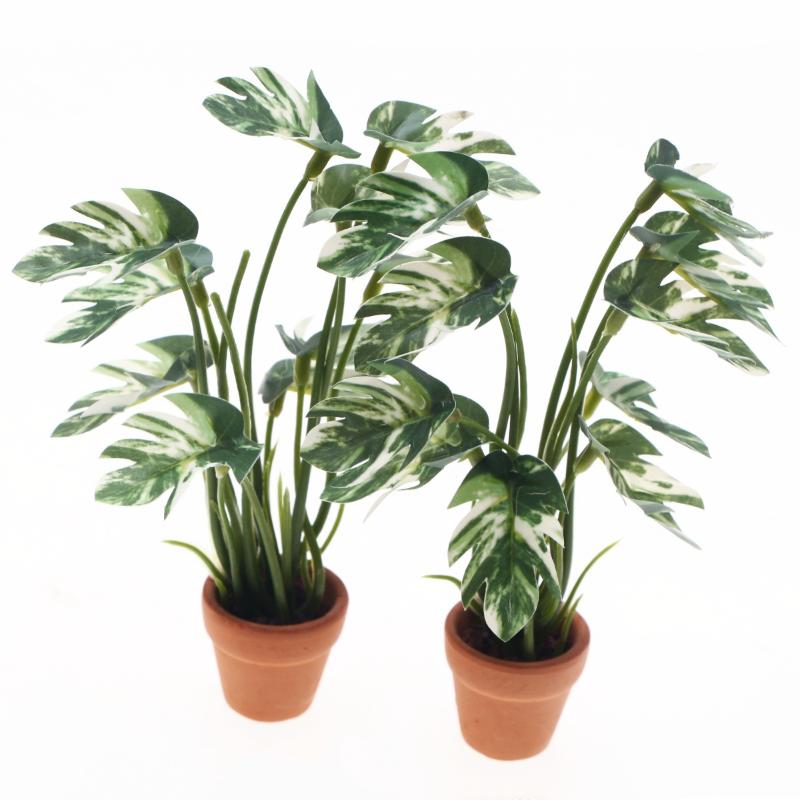 Nouveau. 1 pièce. Plante verte - Smart Garden In Home avis et prix